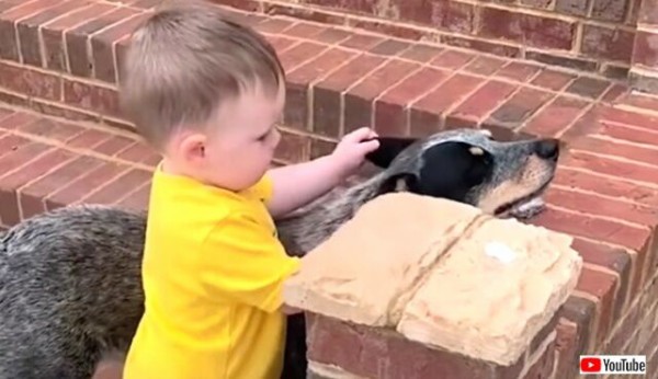愛犬 この子は私が守るんだから と よちよち歩きの赤ちゃんをしっかりと見守るブルーヒーラー マランダー