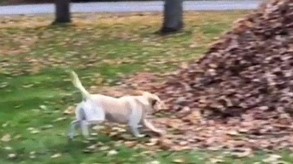 秋と言えばやっぱりこれだわ 特盛の落ち葉の山に飛び込む犬を見て秋を感じよう マランダー