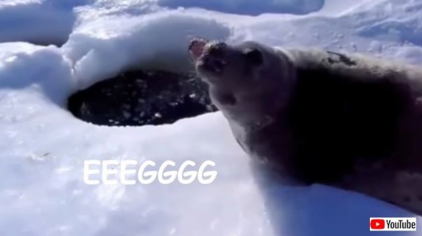 海の生き物ではあるけれど見てもあんまり涼しくならない アザラシの動画を詰め合わせてみた マランダー
