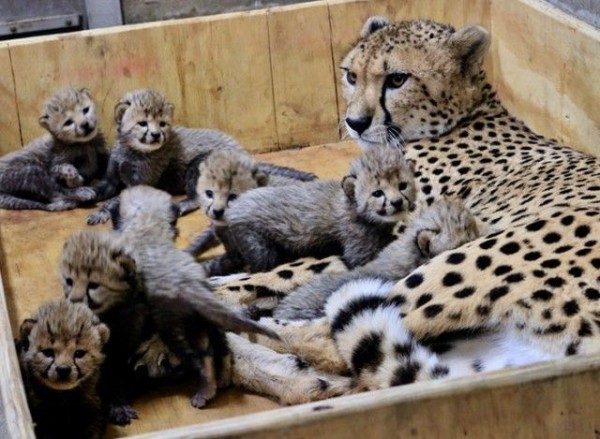 もこふわ八つ子ちゃんが生まれたよ！チーターの赤ちゃん激かわゆす