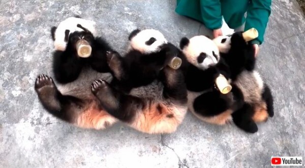 もう自分で飲めるもん 子パンダたちのミルクタイムが問答無用で可愛い件 マランダー