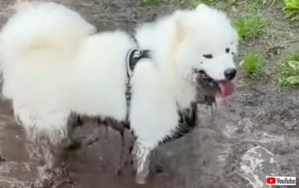 泥んこたのしい！水たまりにダイブしたサモエド犬、茶色に染まって