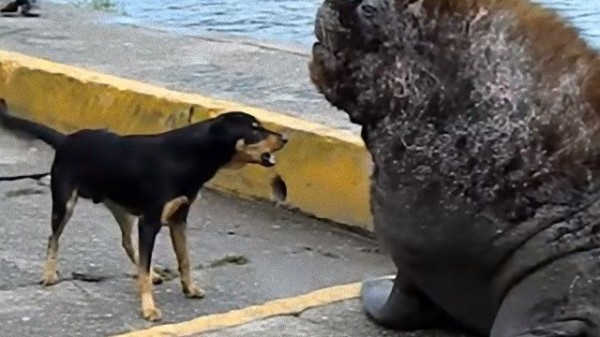 なんでアシカを 海の犬 っていうのかわかった気がする 犬と遠吠えしあうアシカの声がイヌっぽい マランダー