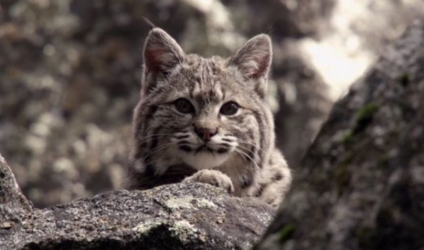 野生の美しさあふれるデカ猫。ヨセミテ国立公園のボブキャットを見て