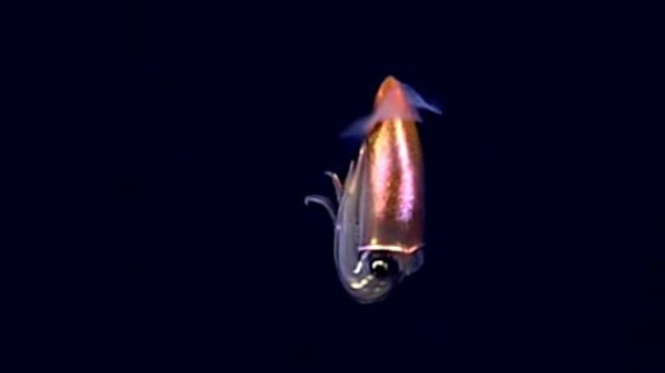 実際にこの目で見てみたい ノーチラス号が撮影した深海の不思議な生き物たち マランダー