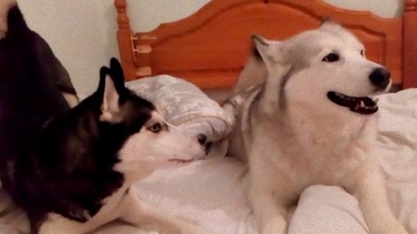 ある夜に起きたわんわんお シベリアンハスキーとマラミュートのベッドポジション争い マランダー