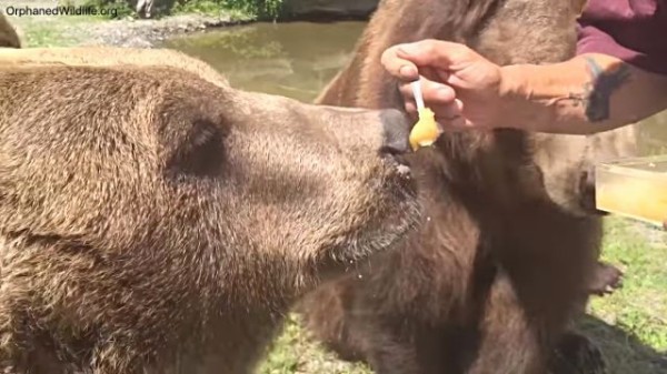 やっぱり蜂蜜大好きクマー もっとちょうだい とクマおじさんにねだりまくり マランダー