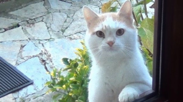 またしても特殊技術を持つ猫が。「朝ごはんくれや」と見つめ続ける猫の 