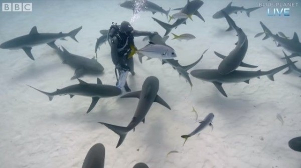 サメはやっぱり海のわんこだった ダイバーになつきまくるバハマのサメたち マランダー