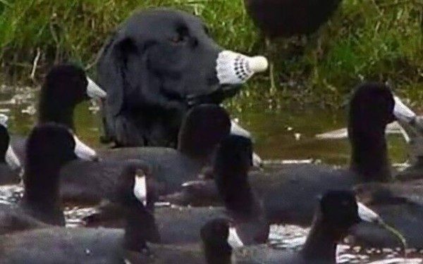 犬と鳥の不可思議な関係 犬の擬態 21日目 もはや誰も疑わなくなった マランダー 犬と鳥の不可思議な関係 犬の擬態 21日目 もはや誰も疑わなくなった マランダー