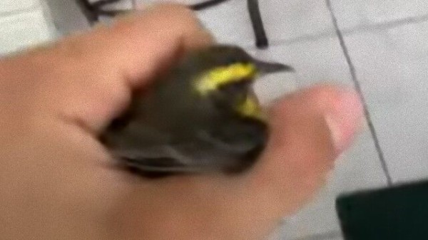 家の中に迷い込んでしまった鳥を救おう 混乱する鳥を家主が無事保護 マランダー