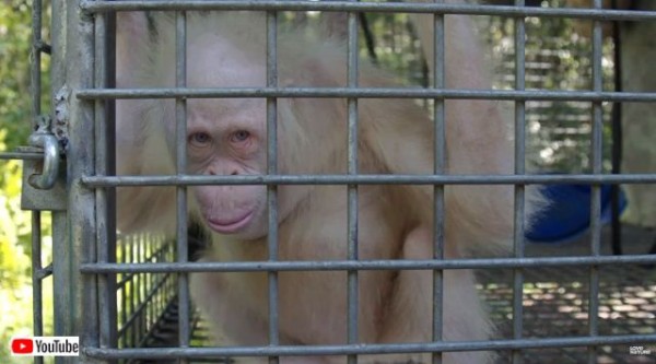 見た目の違いなんて誰も気にしないさ アルビノのオランウータンの孤児 同族の子供たちとすぐに仲良くなる マランダー