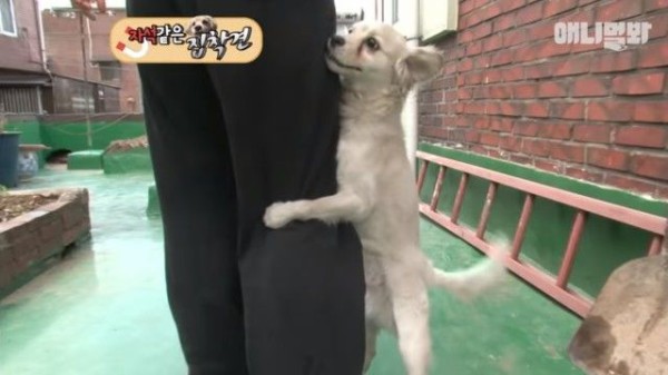 大好き大好き大好き 道で優しく声をかけてくれた女性に ピッタリとくっついて離れない野良犬がいた マランダー