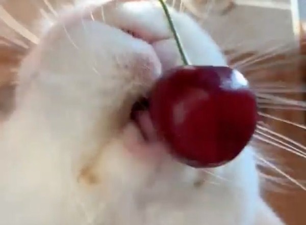 けしからん可愛さ サクランボ食べたさに必死のウサギをドアップでどうぞ マランダー