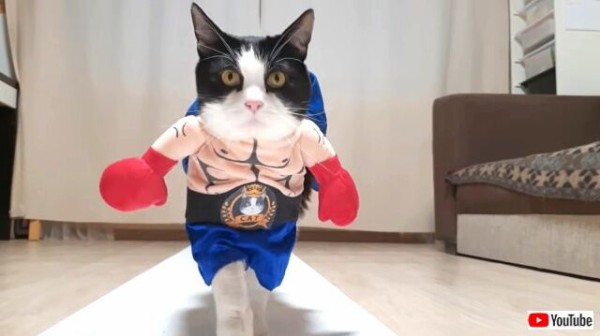 猫「どれが一番似合うと思う？」威風堂々とキャットウォークを歩くコスプレ猫 : マランダー