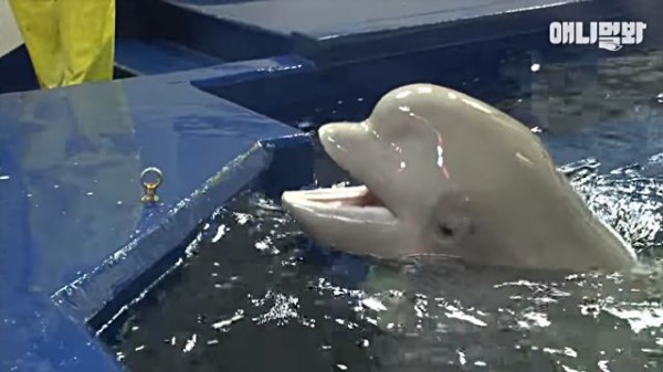 寄らないで 彼はアタシだけのモノよ イケメン飼育員さんに恋したベルーガ嬢 マランダー