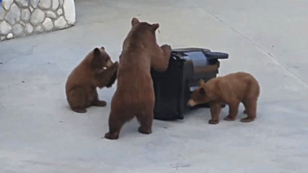 ふふふ我々クマーの手にかかれば こんなゴミ箱ひとたまりも って あれ ゴミ箱とクマとの壮絶な戦いをご覧ください マランダー
