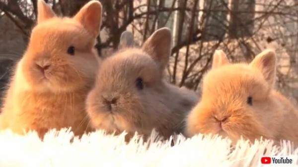冬の朝はふわふわ毛玉で癒されたい 可愛いウサギの赤ちゃんたちを詰め合わせてみた マランダー