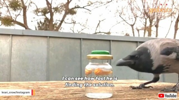 カラスたちは既に家族の一員なの ドイツ発 庭に遊びに来るカラスたちと交流する女性のストーリー マランダー カラスたちは既に家族の一員なの ドイツ発 庭に遊びに来るカラスたちと交流する女性のストーリー マランダー