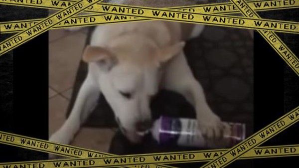 ほう これは興味深い ホイップクリームの食べ方を知ってしまった犬 マランダー