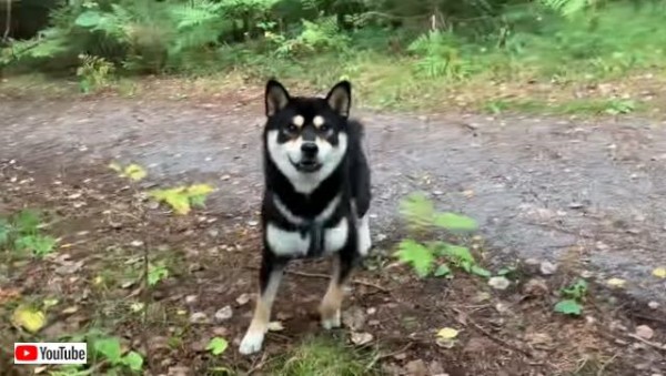 ちょっと突然隠れないでよ 散歩中にご主人消えちゃった どこー な柴犬 マランダー