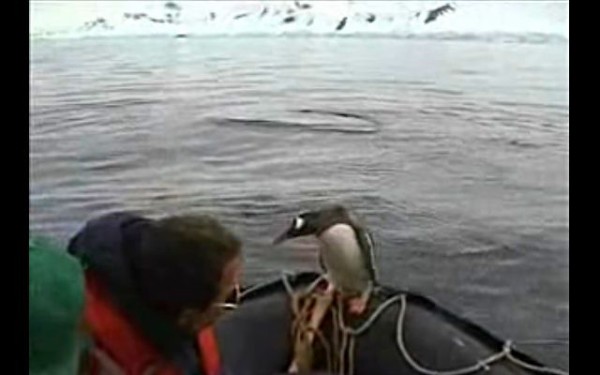 やれやれ 助かったわ シャチに追われてボートに逃げ込んだペンギン マランダー