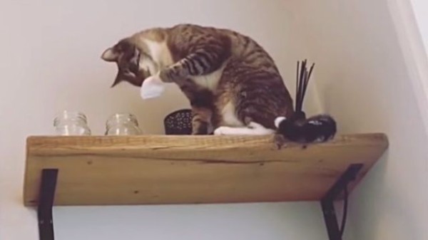 大人しく頼んでるうちにソレやめれ。猫様による「イヤ」「ダメ 