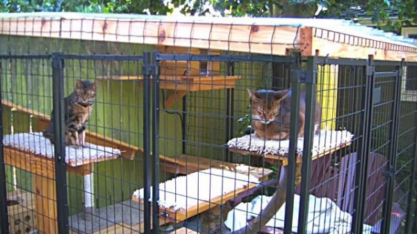 ここで好きなだけ外の風を楽しんで お外 を知らなかった家猫たちのために 庭に遊び場を作ったよ マランダー