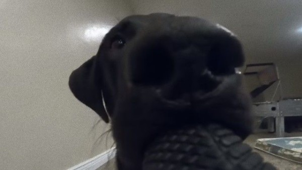 飼い犬にgoproを盗まれた こうなった 臨場感たっぷりの動画が撮れたよ マランダー