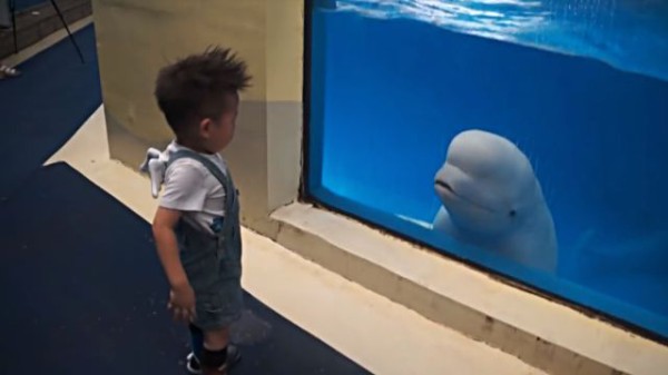 うひゃあ タンマタンマ冷たいよ 男の子に思いっきり水をかけるベルーガ マランダー