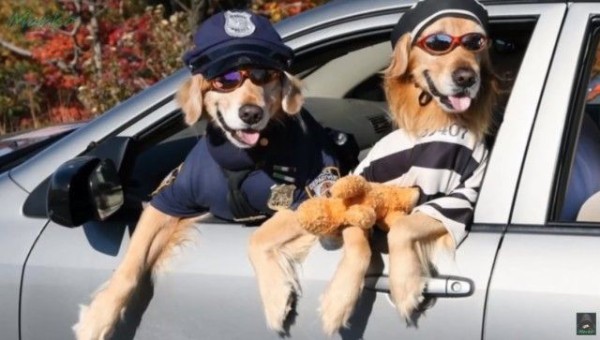 そろそろ準備しなくちゃね ペットたちのハロウィン用コスチュームはいかが マランダー