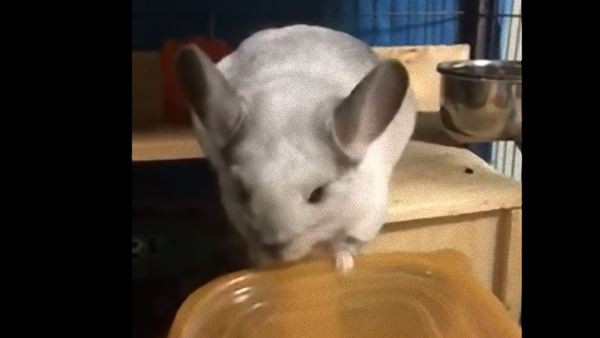 こんなん閉めてたら食べられへんやん 器用にタッパーのふたを開けて餌を食べるチンチラさん マランダー