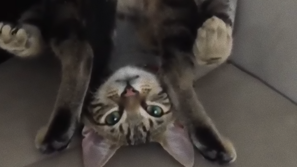 あらやだ なにこれ 子猫のセクシー肉球マッサージにノックアウト悶死寸前 マランダー