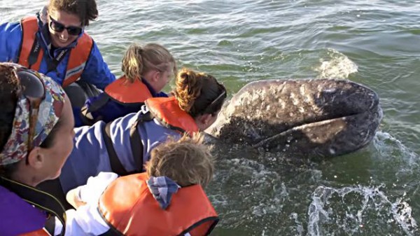 好奇心旺盛なクジラの赤ちゃんと遊ぼう メキシコの海でクジラとの触れ合いを堪能するツアーはいかが マランダー