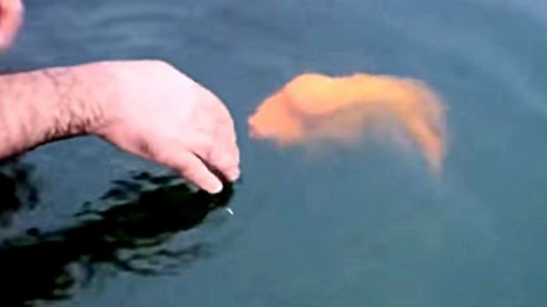 これはもしかして懐いているのか 犬化した魚 撫でられてよろこび投げられると尻尾を振って戻ってくる マランダー これはもしかして懐いているのか 犬化した魚 撫でられてよろこび投げられると尻尾を振って戻ってくる マランダー