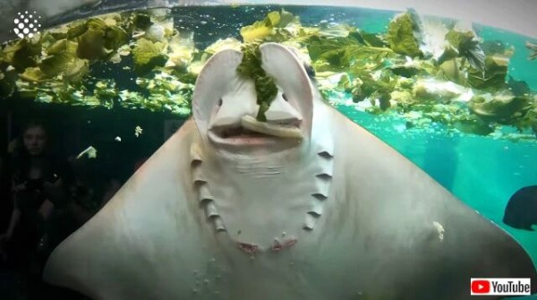 僕はベジタリアンなエイなんだ むしゃむしゃとレタスを食べるエイの裏の顔が可愛い件 マランダー