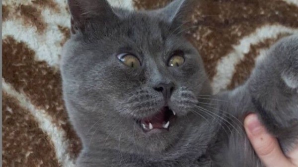 この表情がデフォルトです びっくり顔の猫フェディアさん Snsで一躍人気者に マランダー