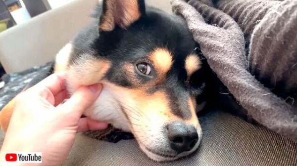 黒柴の頬っぺたで遊んでみた やっぱり柴犬の顔は8割くらい液体だと思った マランダー