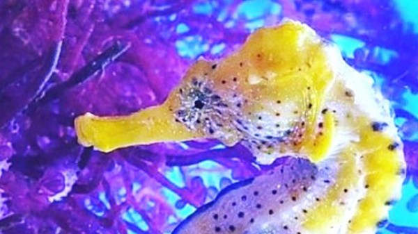 身近なようで意外と知らない タツノオトシゴたちを集めた写真集 マランダー