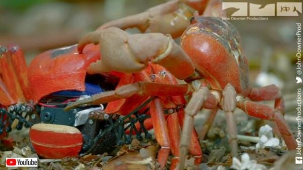 スパイカメラがアカガニの大行進に潜入 クルマに轢かれそうになりながらも決死の撮影を続行する マランダー スパイカメラがアカガニの大行進に潜入 クルマに轢かれそうになりながらも決死の撮影を続行する マランダー