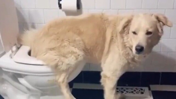 お外で用を足すのに疲れた犬 人間用のトイレを使ってみたようだ マランダー