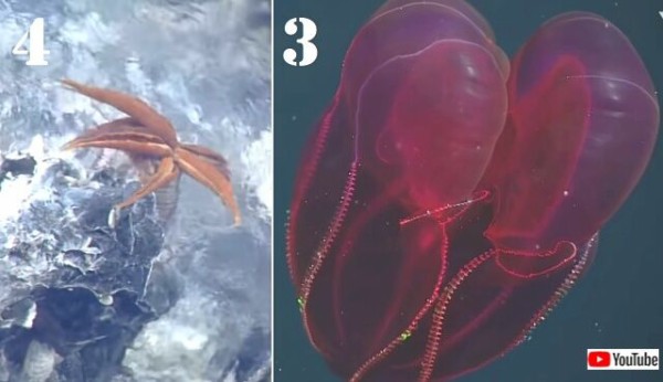 Mbari選出 専門家が選ぶ深海の奇妙な生き物たちtop10を見てみよう マランダー