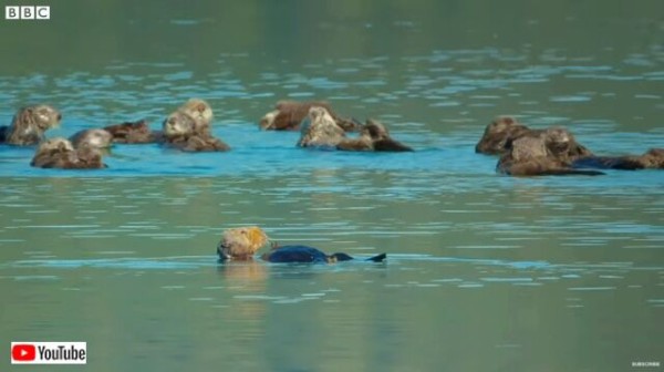 スパイカメラが映し出す氷河とラッコと海藻と 北の海に春が来るとこんな危険もやってくる マランダー