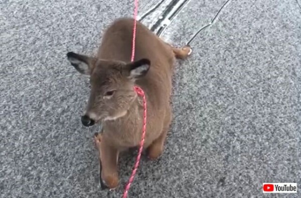 事件は冬のカナダで起こった 氷の上で動けなくなった鹿たちをロープで助けるスケーター マランダー