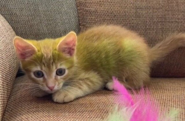 これってほんとうに自然な色なの？ベラルーシで、世にも珍しい緑色の