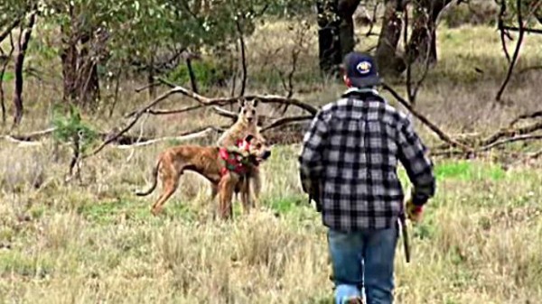 愛犬を助けるために カンガルーとガチバトル 思わずパンチを食らわせてしまった男性がいた マランダー
