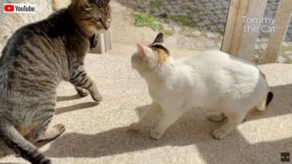 ボク、猫の友だちがいニャいんだ」友だちが欲しかった家猫と地元の