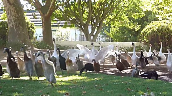 アヒルの群れが道をふさいでる トゥエンティーズ Make: Japan | 3D  