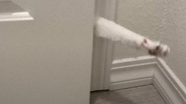 安全確認は大事やから。猫、ドアからスパイのようにするりと現れる