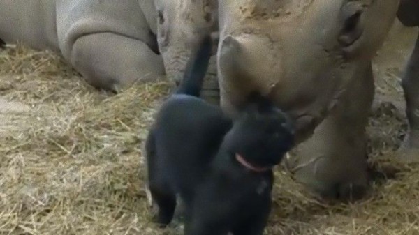 過去にサイにより傷ついた猫 新たにサイと友情をはぐくむ マランダー